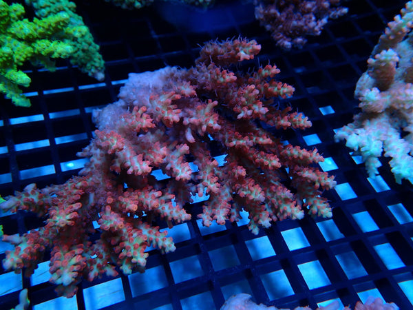 Strawberry Short Cake Acropora Medium