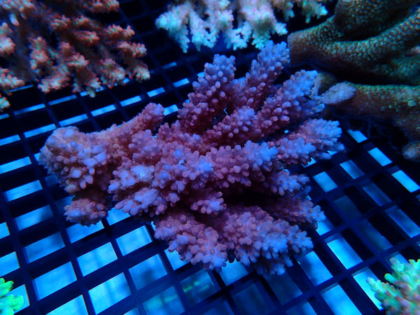 CDU Ultra Acropora Medium