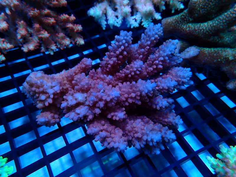 CDU Ultra Acropora Medium