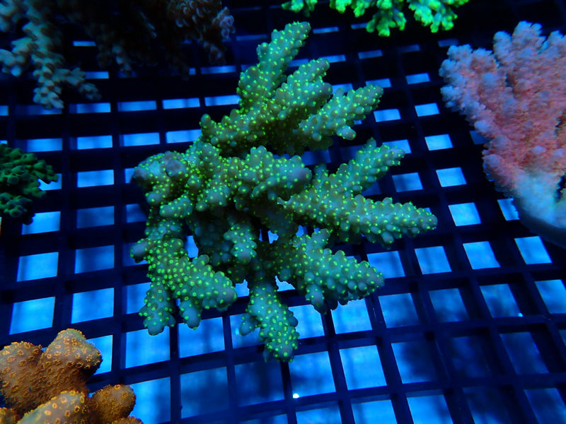 CDU Ultra Acropora Medium