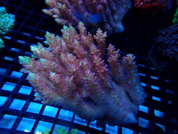 Strawberry Short Cake Acropora Medium