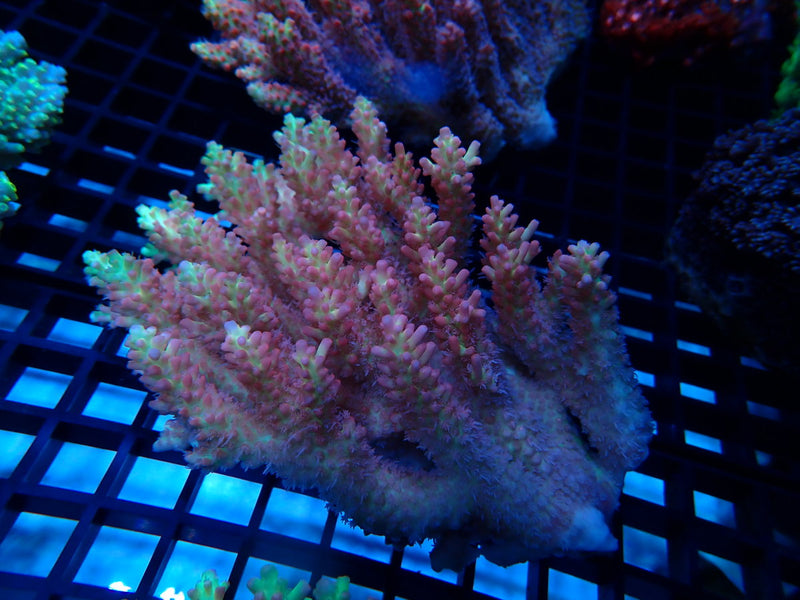 Strawberry Short Cake Acropora Medium