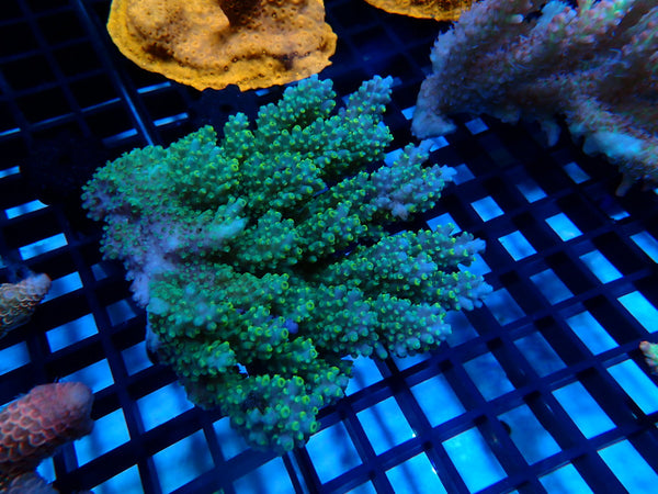 CDU Ultra Acropora Medium