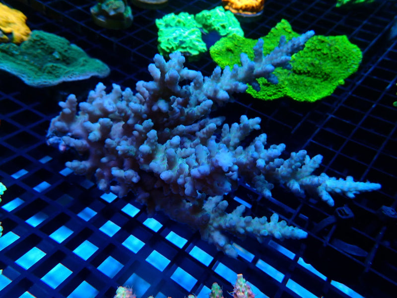 CDU Ultra Acropora Medium