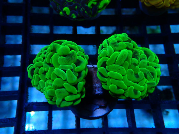 Branching Hammer 2 head