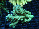 Acropora Clearance Piece