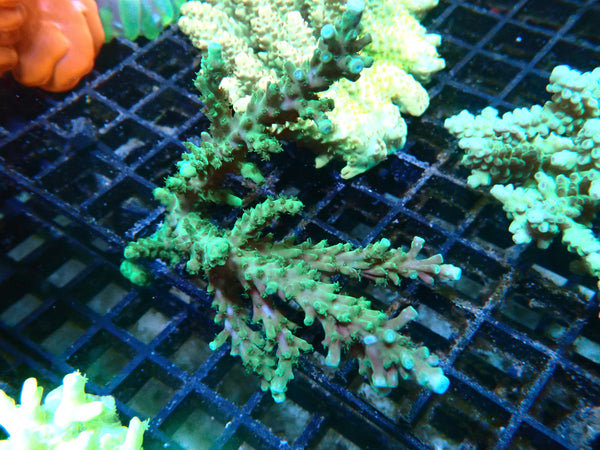 Acropora Clearance Piece