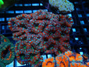Acan medium