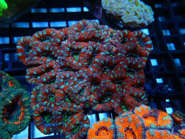 Acan medium