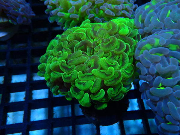 Ultra Hammer small-med