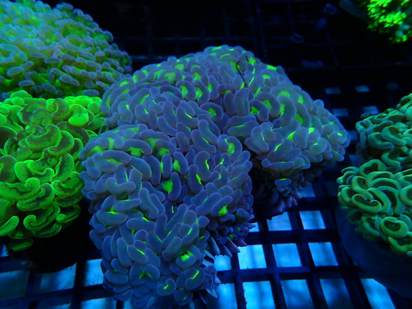 Reverse Hammer medium