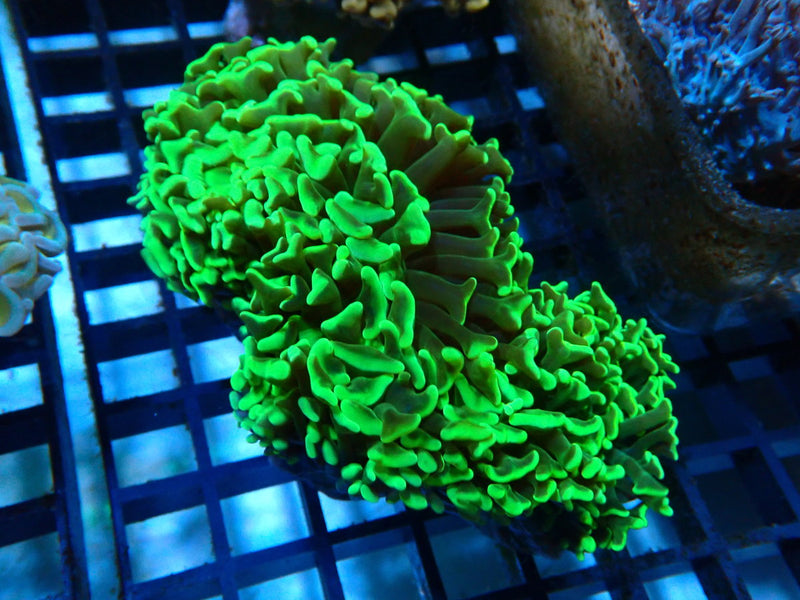 Bright Green Hammer medium