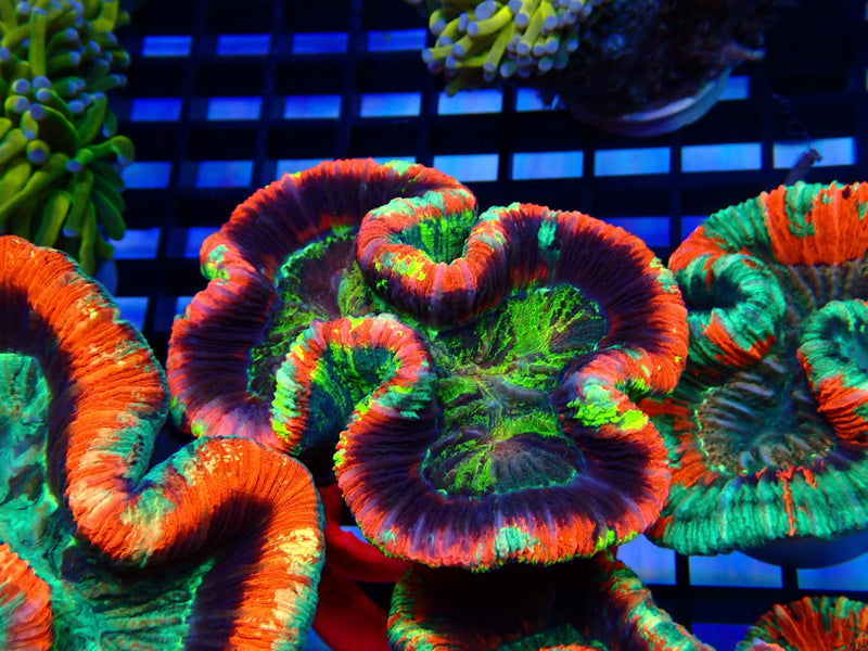 Folded Trachy Ultra small