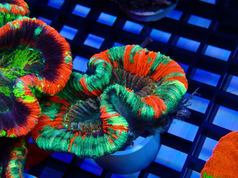 Folded Trachy Ultra small