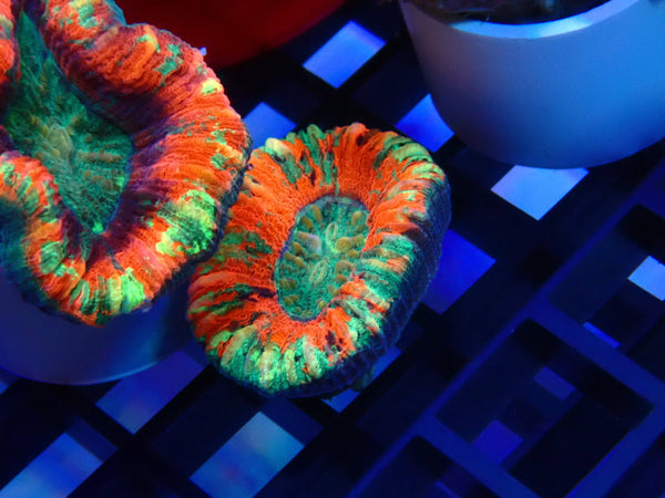 Folded Trachy Ultra x-small