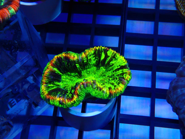 Folded Trachy Ultra small