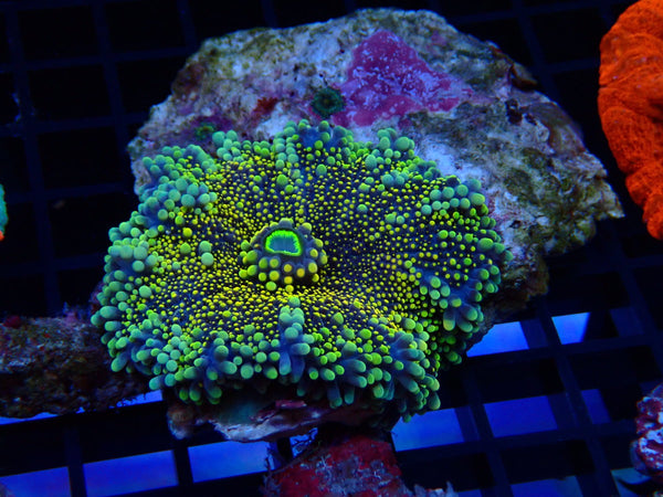 Goldilocks Ricordea medium