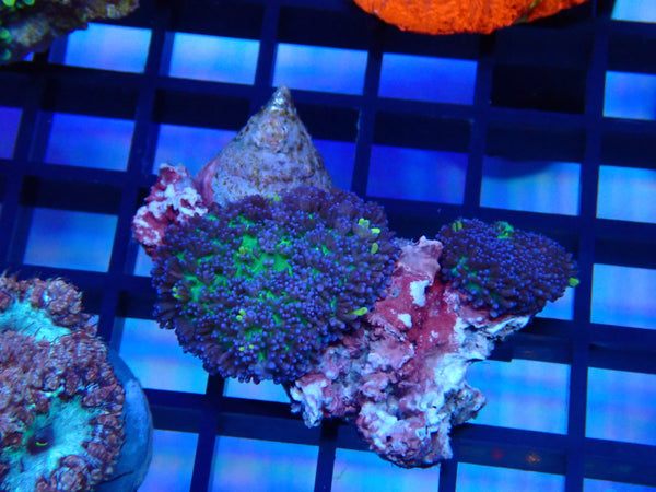 Fluffy Morph Rock (2 fluffies)