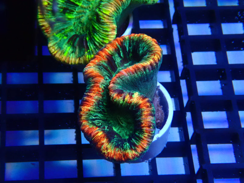 Folded Trachy  A grade Small