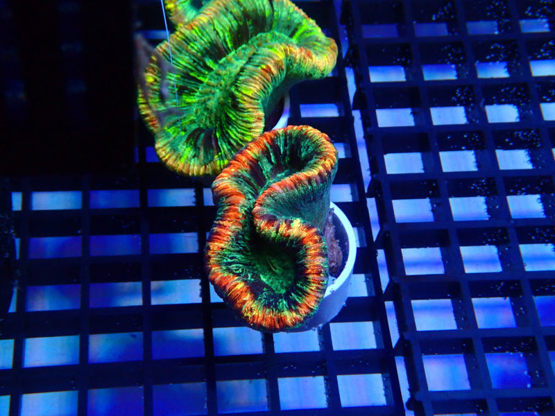 Folded Trachy  A grade Small