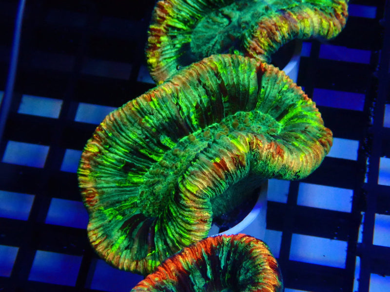 Folded Trachy  A grade Small