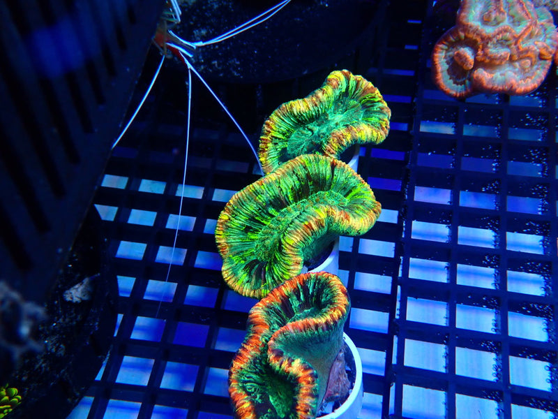 Folded Trachy  A grade Small