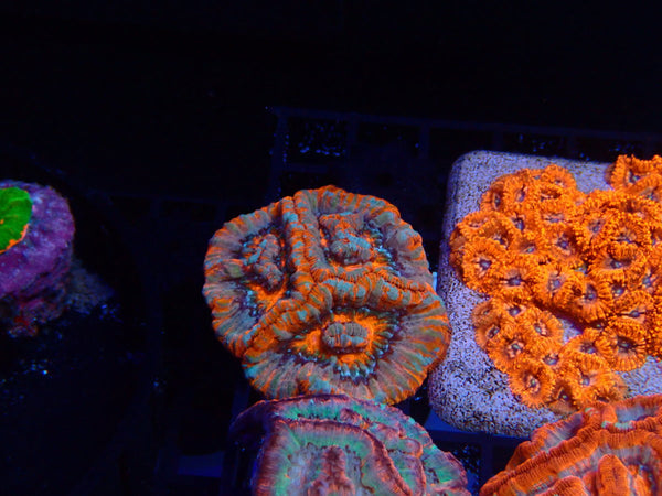 Australophyllia (Symphyllia) Wilsoni x-small