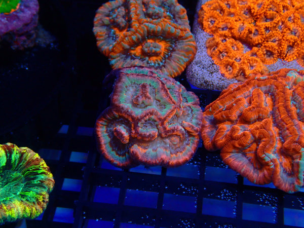 Australophyllia (Symphyllia) Wilsoni x-small