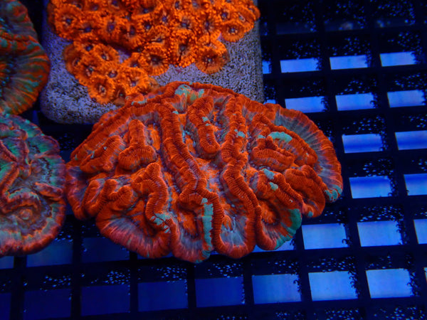 Australophyllia (Symphyllia) Wilsoni small