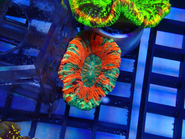 Folded Trachy Ultra Small