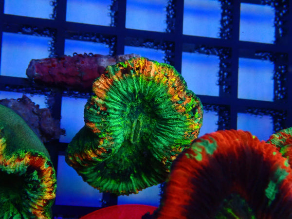 Folded Trachy  A grade Small