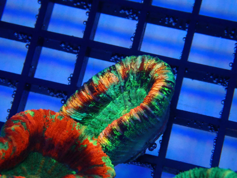 Folded Trachy  A grade Small