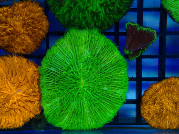 Fungia Disk green