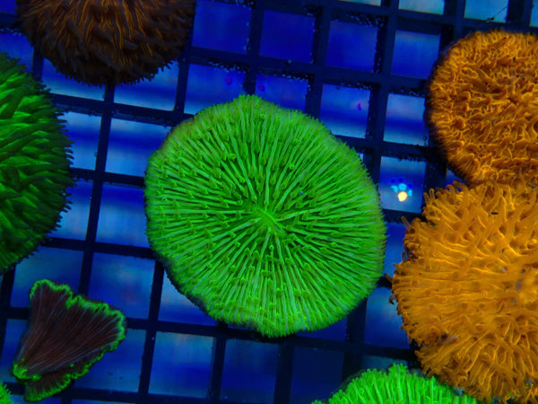 Fungia Disk Green