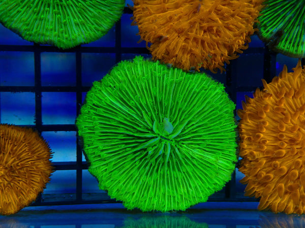 Fungia Disk Green