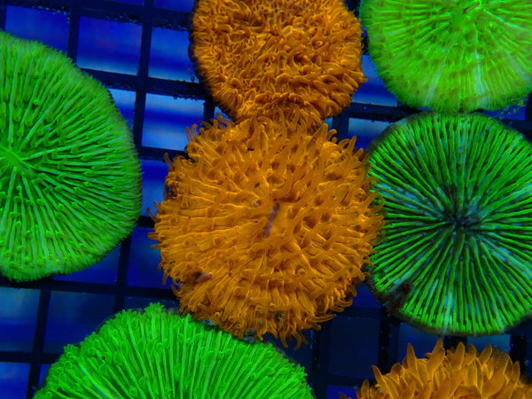 Fungia Disk Orange