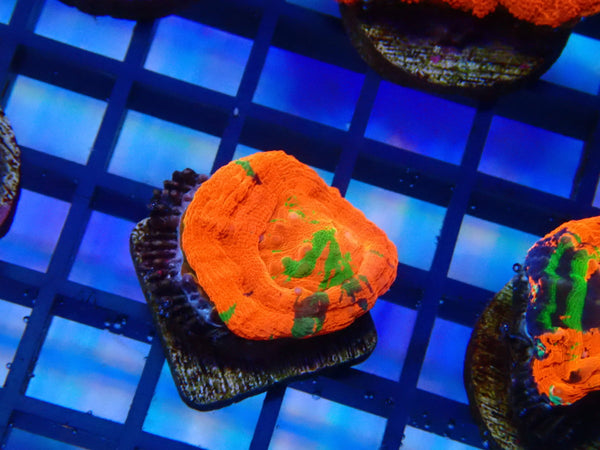 Monsoon Aquatics Scoly Frag Ultra Grade