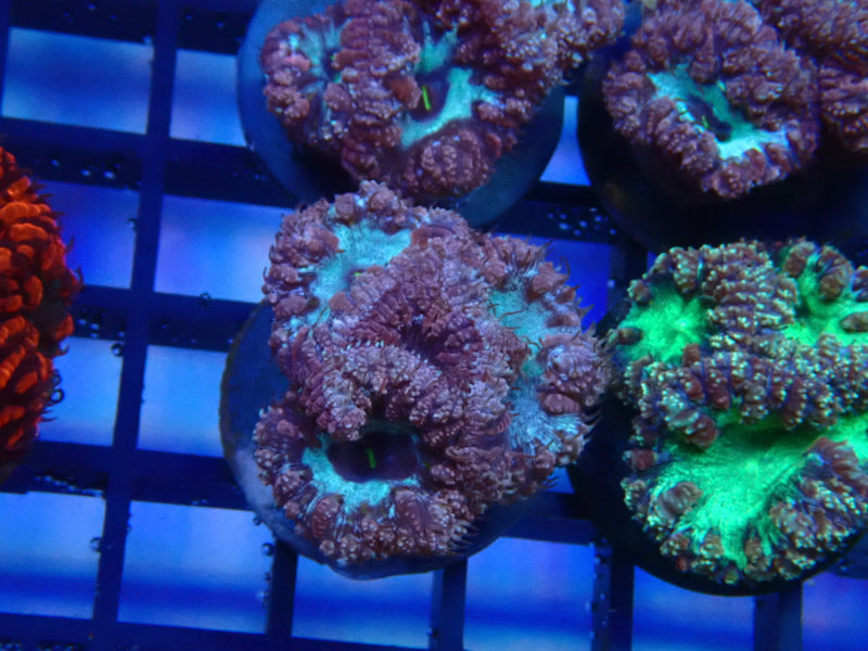 Blastomussa Frag