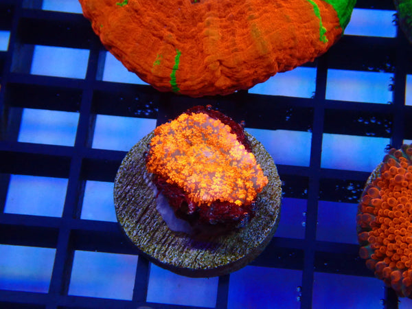 Forest Fire Rhodactis