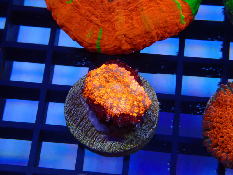 Forest Fire Rhodactis