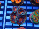 Monsoon Aquatics Ultra Acan Frag