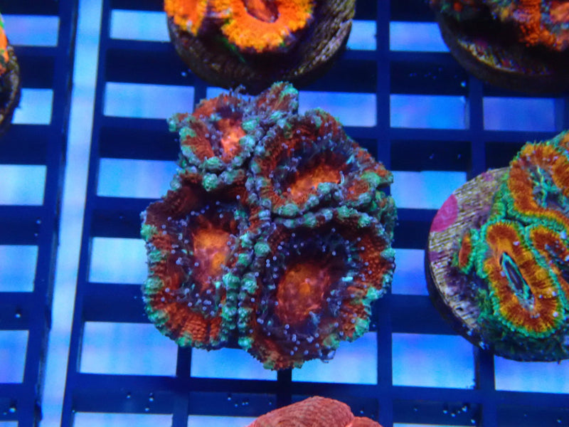 Monsoon Aquatics Ultra Acan Frag