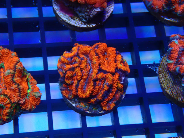 Monsoon Aquatics Ultra Acan Frag
