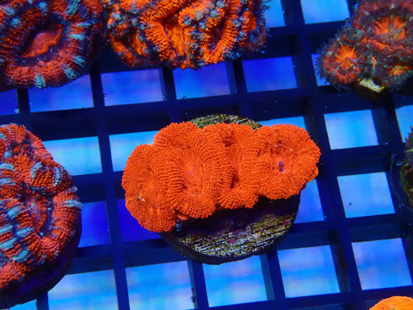 Monsoon Aquatics Ultra Acan Frag