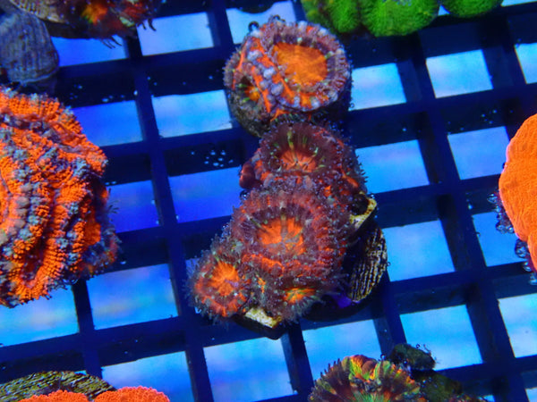Monsoon Aquatics Spawned Acan cluster