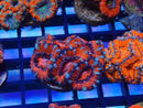 Monsoon Aquatics Ultra Acan Frag