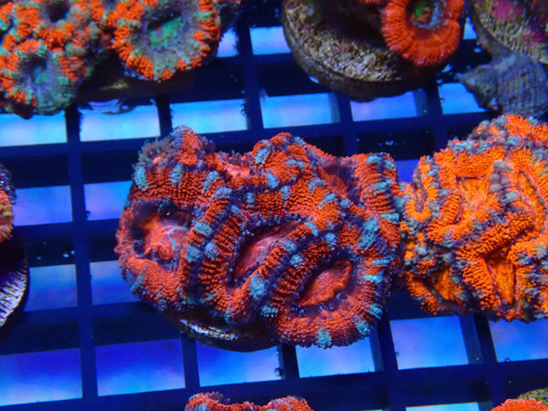 Monsoon Aquatics Ultra Acan Frag