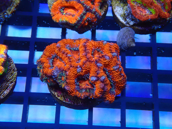 Monsoon Aquatics Ultra Acan Frag