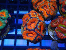 Monsoon Aquatics Ultra Acan Frag