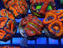 Monsoon Aquatics Ultra Acan Frag
